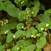 Begonia hirtella Link